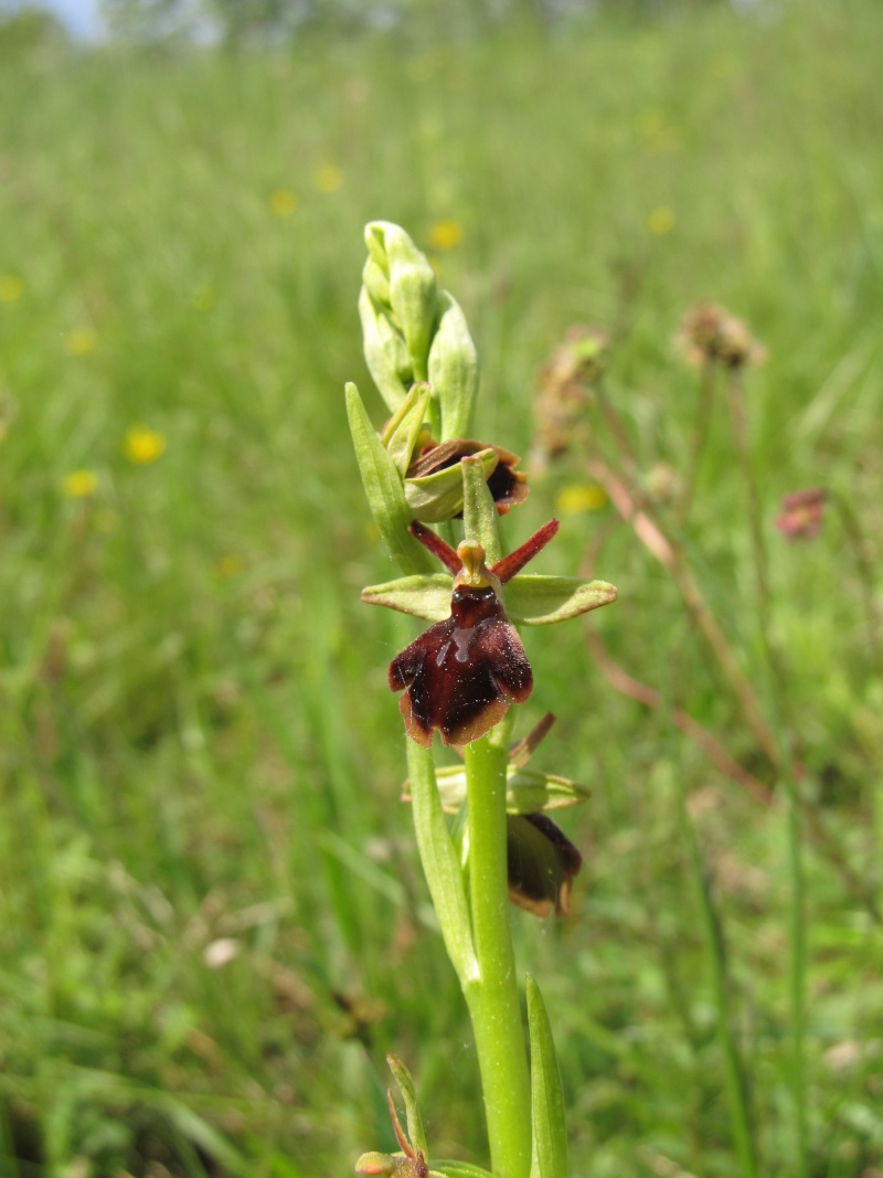 Ophrys aranifera X insectifera (x hybrida) Img_3711