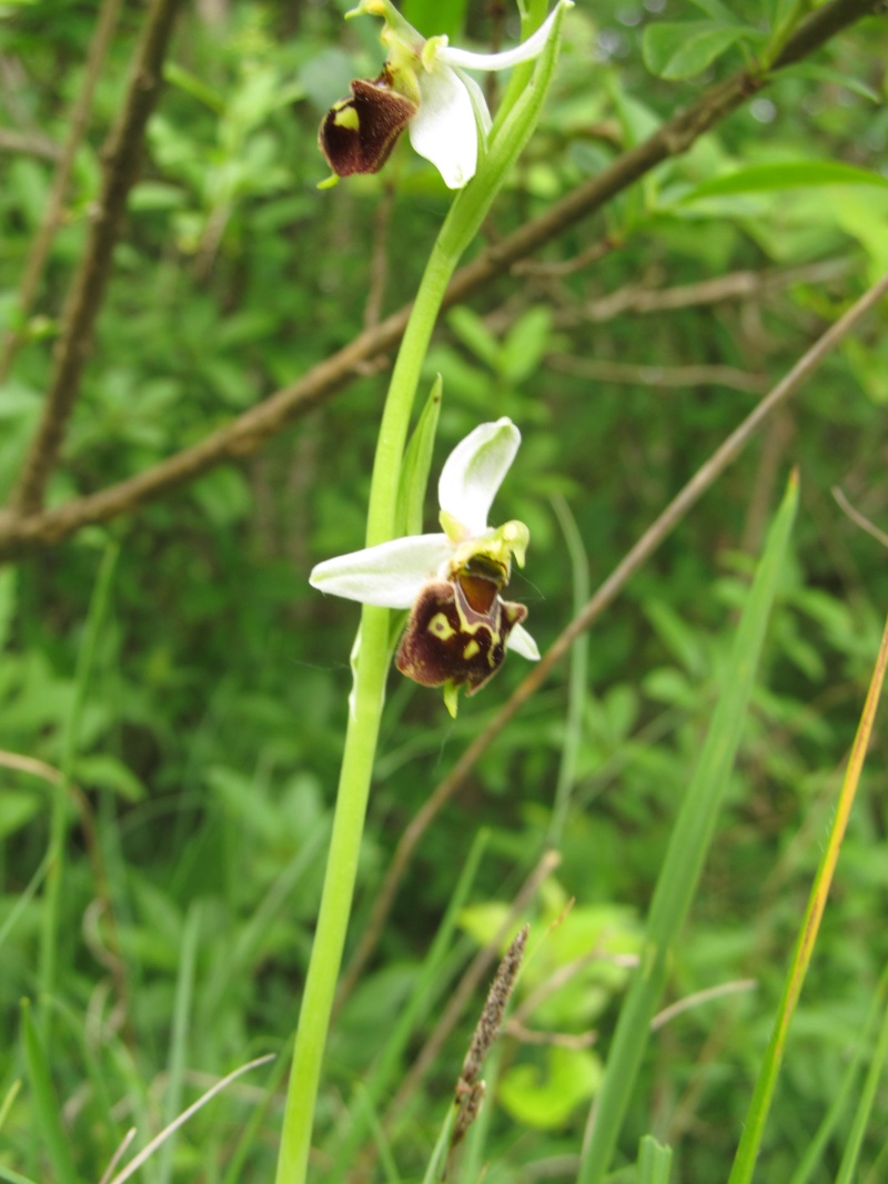 Ophrys apifera X fuciflora (X albertiana) Img_4911