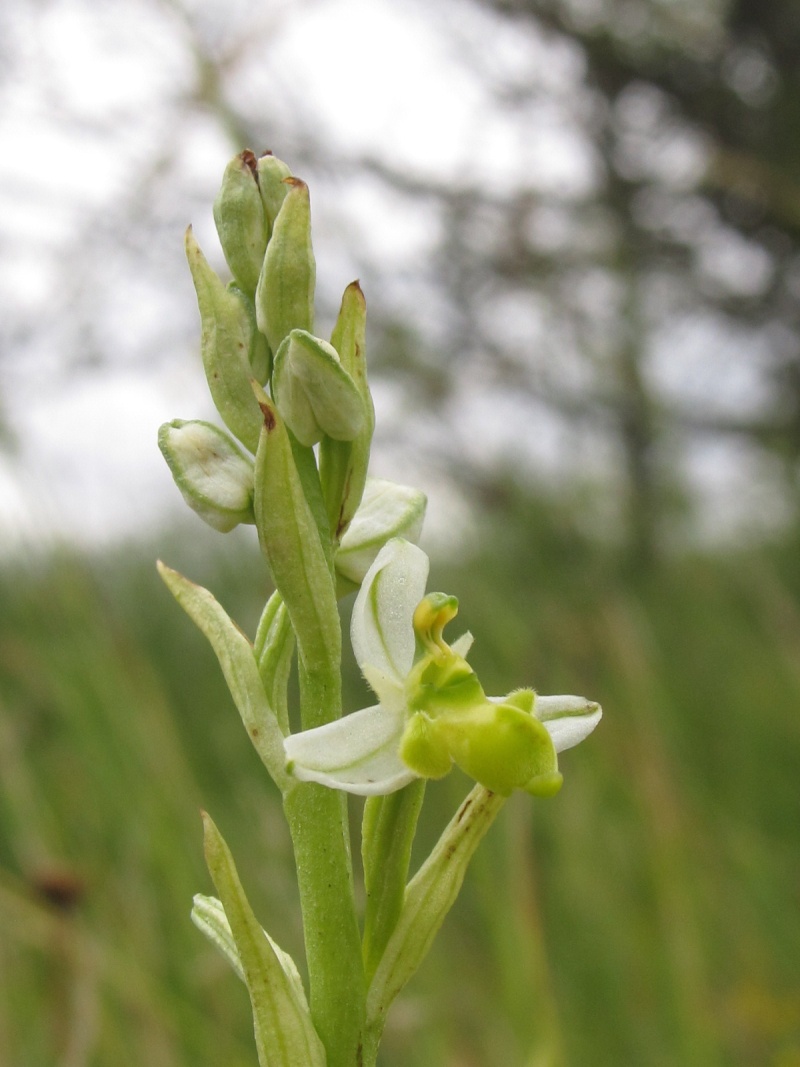Ophrys santonica (Ophrys de Saintonge) Img_7311