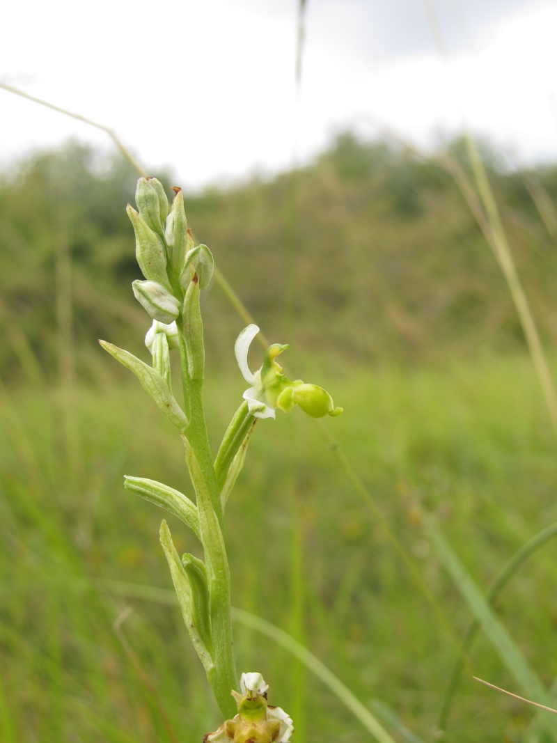 Ophrys santonica (Ophrys de Saintonge) Img_7313