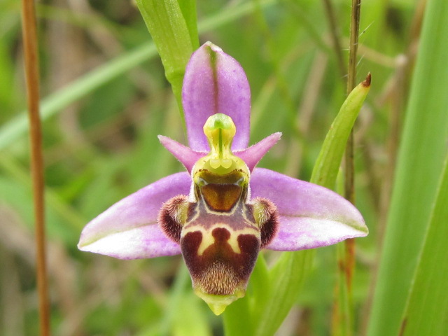 Ophrys santonica (Ophrys de Saintonge) Img_7314