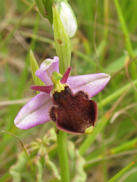 Ophrys santonica (Ophrys de Saintonge) Img_7319