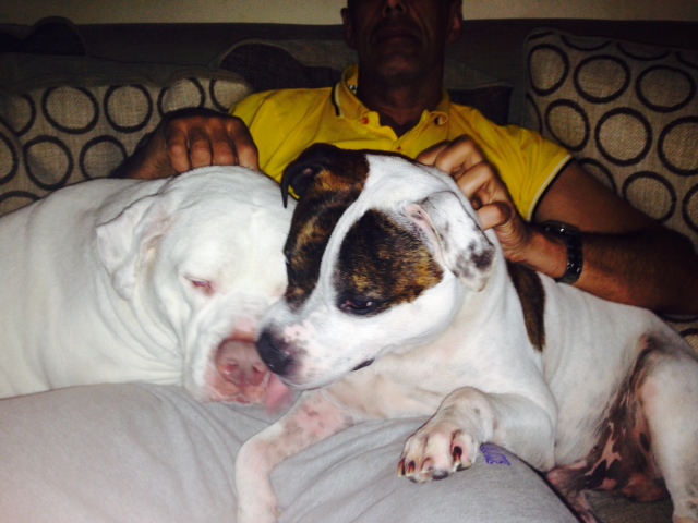 My Staffie Rio and his best mate Crystal the American Bully Rio_110