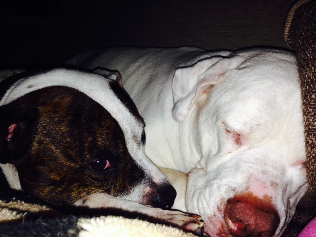 My Staffie Rio and his best mate Crystal the American Bully Rio_1513