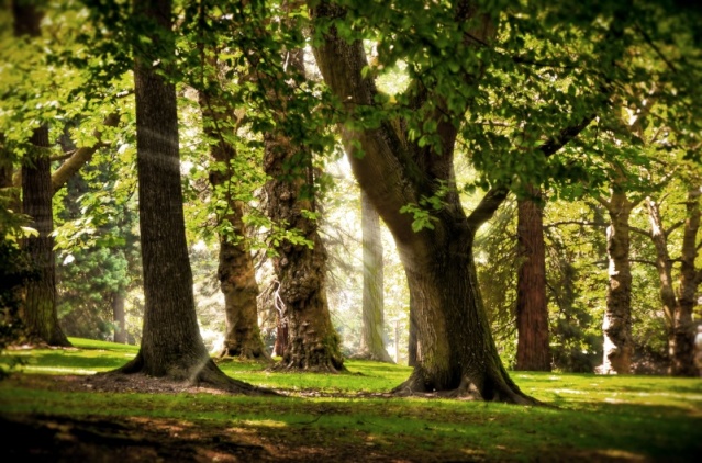 La Forêt des Chênes Forest10