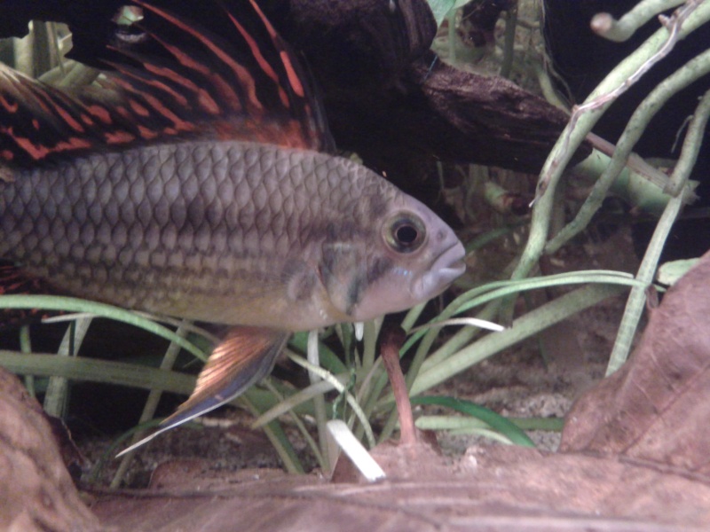 apistogramma - Histoires d'Apistogramma et autres CN 20140632