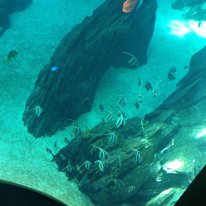 Oceanario de lisboa Img_1010