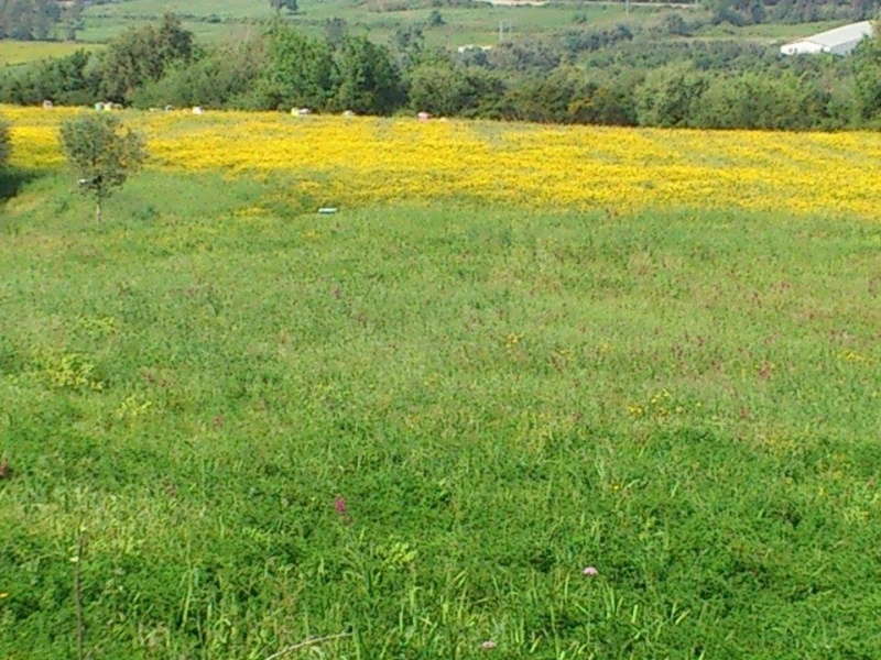 Miel Aokas chez Bournane Hassene  1108