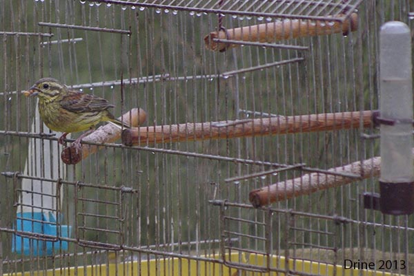 Reconnaitre les oiseaux de nos jardins... - Page 7 110