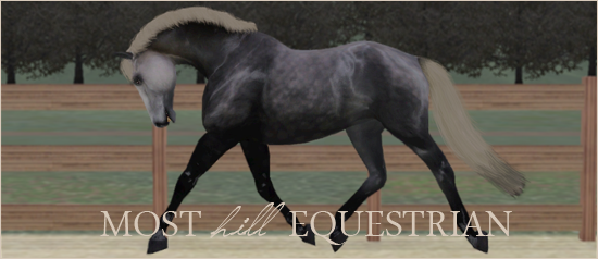 → Most Hill Equestrian [28/12] Screen21