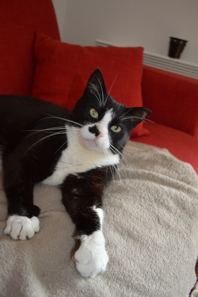 DOMINO/DOM PERIGNON 6 ans FIV+ ♥♥♥ - Page 2 Dom_do13