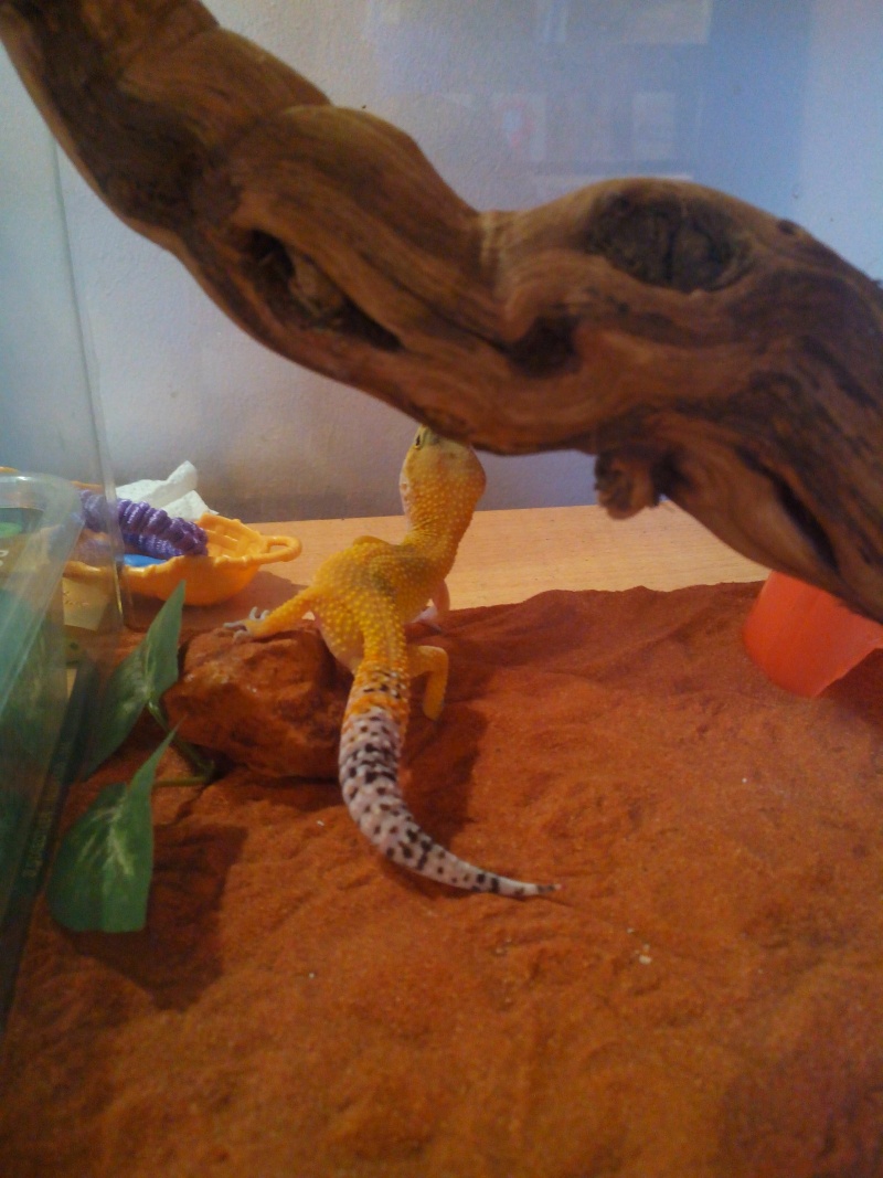 gecko qui mange plus !! Img_2010