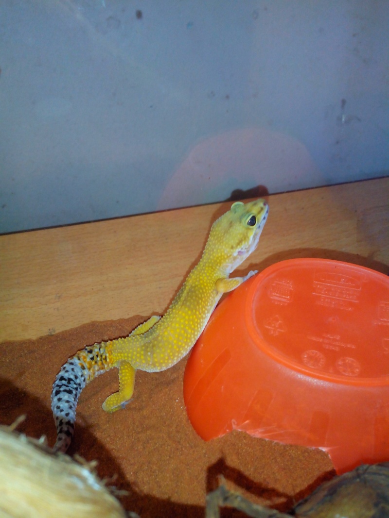 gecko qui mange plus !! Img_2011
