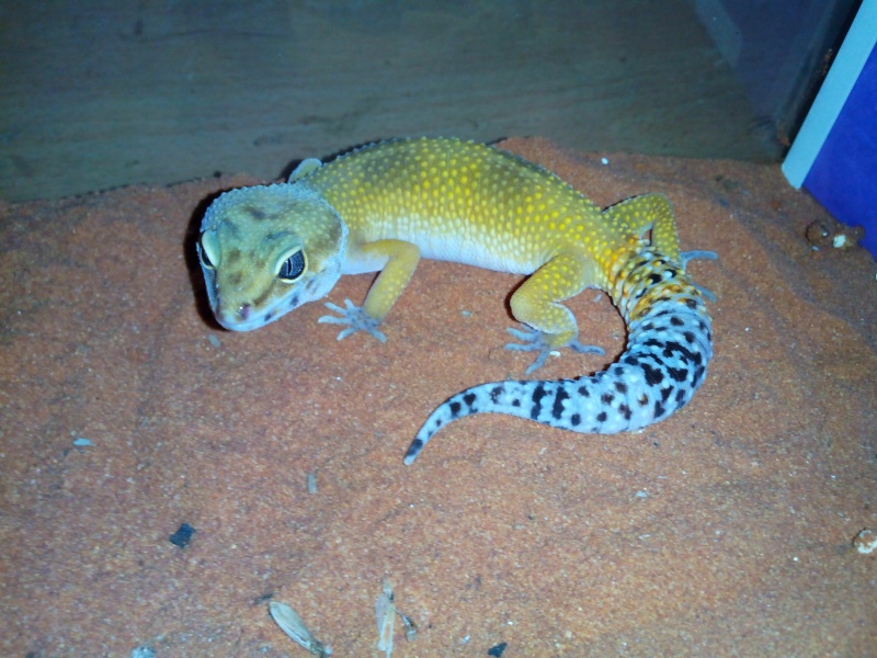 gecko qui mange plus !! Img_2012