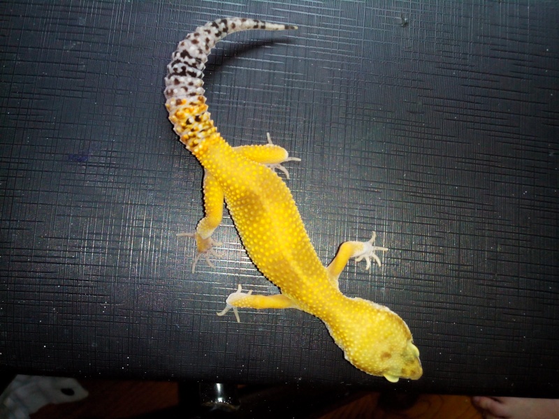 gecko qui mange plus !! Img_2013
