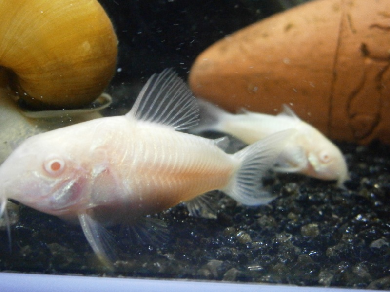 corydoras - corydoras albinos (mâle ou femelle )? P7080312