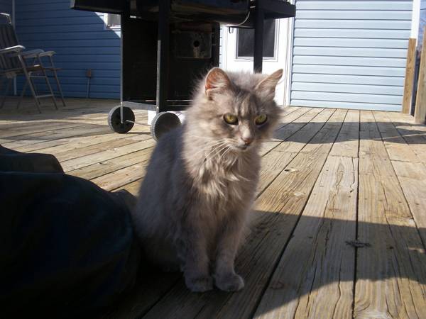 Lost Cat-(Dobson Ct-40229)  00u0u_11