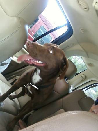 Lost Dog-Marley (Live Oak, FL) 3ka3gd10