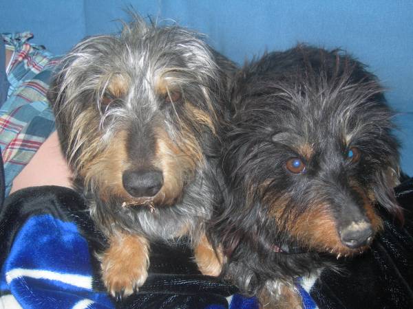 TWO DACHSHUNDS MISSING Indy710