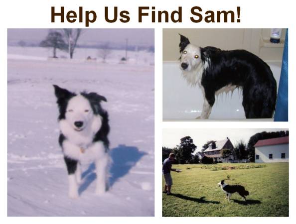 Lost Border Collie Pa510