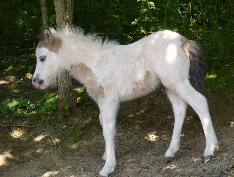 Erakis d'Utoupie - Shetland PP pie (homozygote) isabelle P1010410