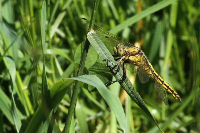 [Orthetrum coerulescens & O. cancellatum] Orthetrum ? Img_0011