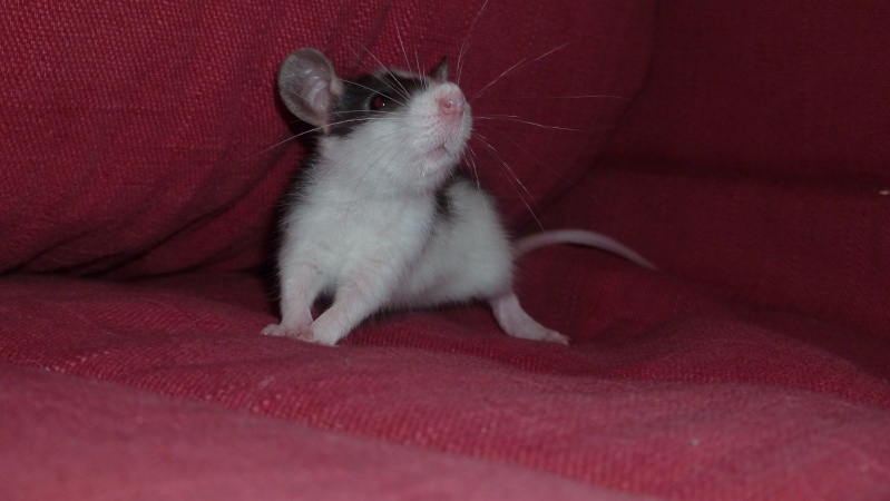 13 petit rats en Bretagne Luzia10