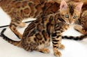 Le chat Bengal Chaton21