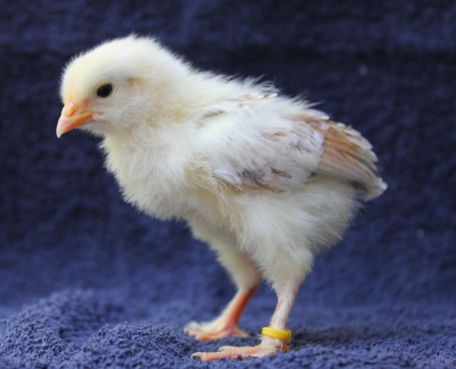 Wheaten marans de briarwood (photos) Jaune10