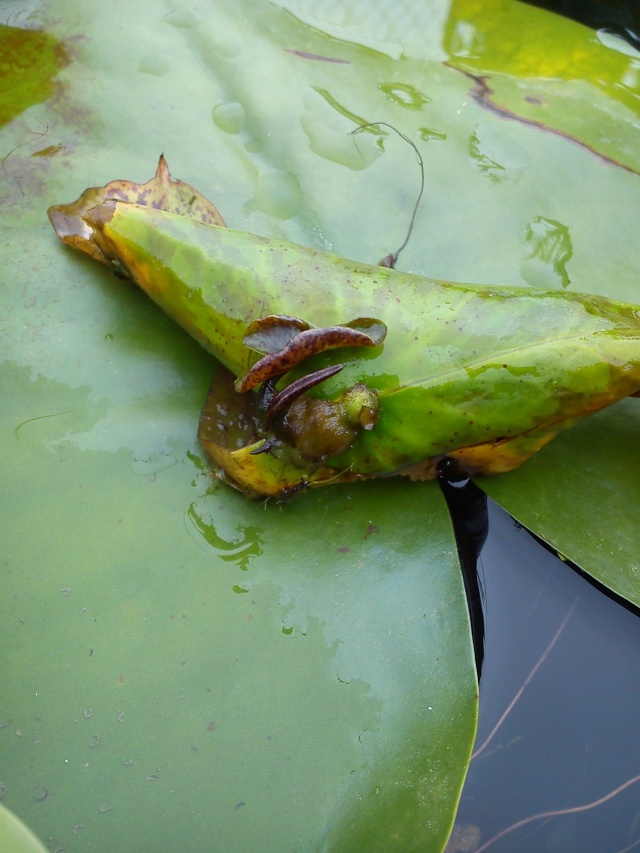 Nelumbo et Nymphaea - espèces et conseils de culture - Page 2 05411