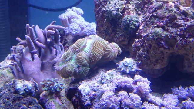 Trachyphillia et pas Lobophyllia Dsc_0328