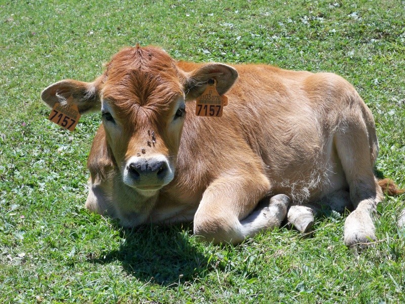 Vaca (Bos primigenius taurus) 100_8622