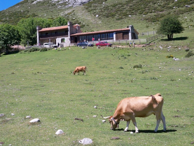 Vaca (Bos primigenius taurus) 100_8623