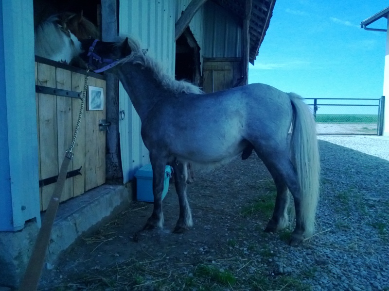 Dusty, cheval miniature américainXanglais Wp_20118