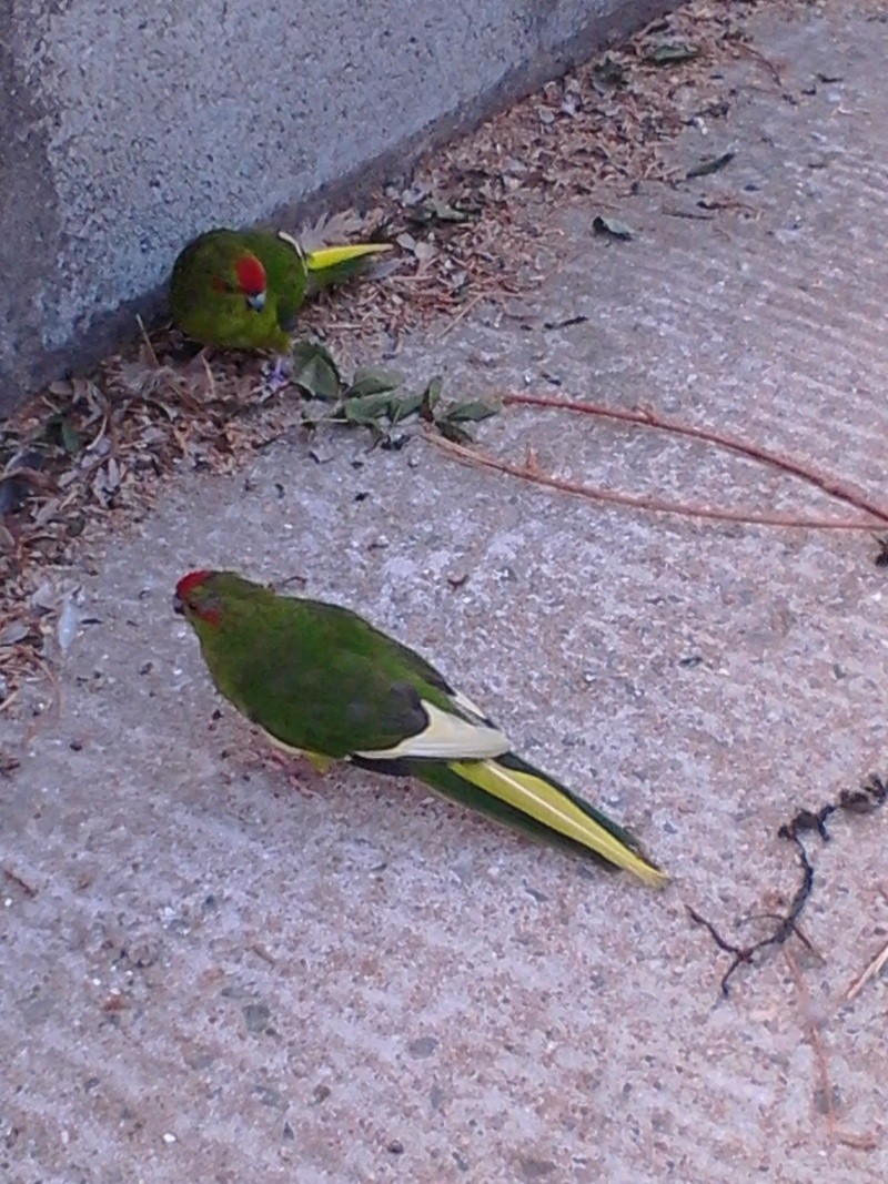 Mes  p'tites  boules  de  plumes Img_2025