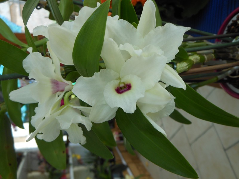 Dendrobium Nobile Siegfried Lenz Kassia Dendro13