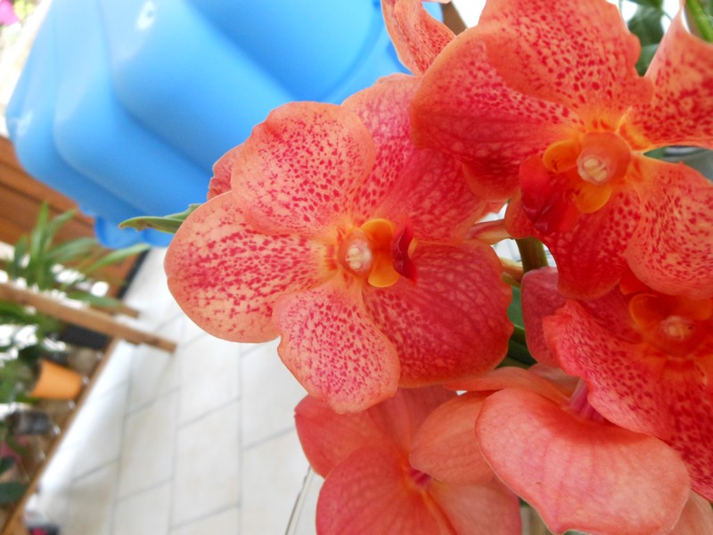 Vanda New orange beauty Vanda_10