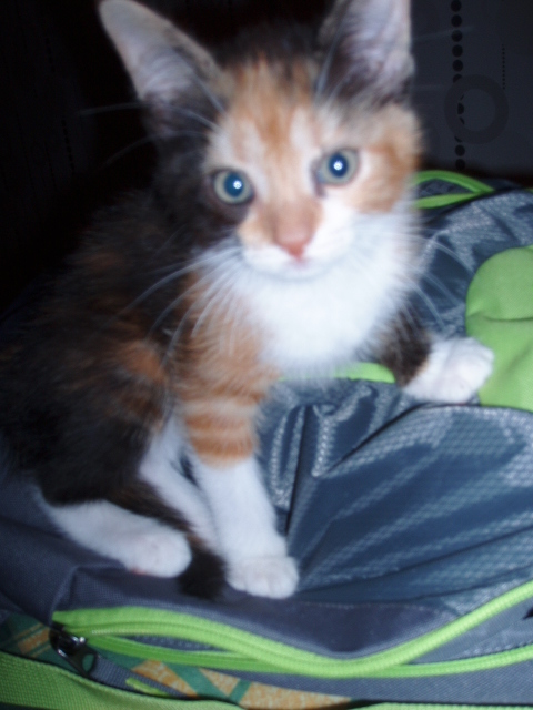 ENORA (née le 10/05/2013), chatonne tricolore    P1010011