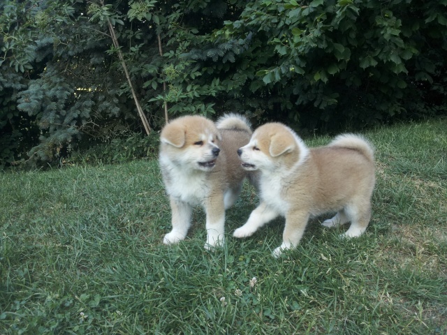 AKITA INU - Page 2 20140611