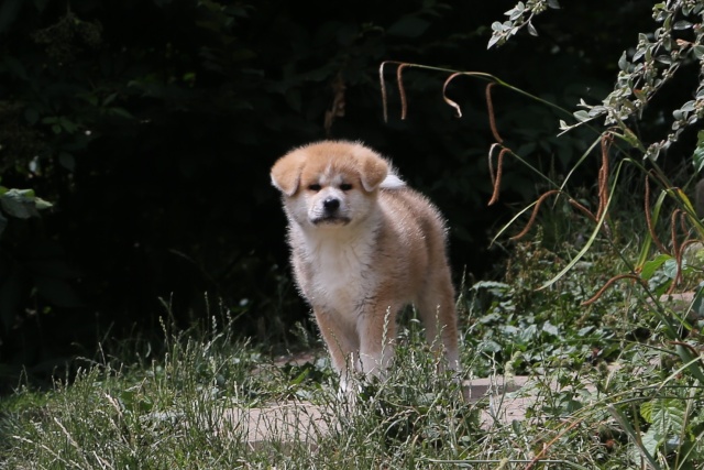 AKITA INU - Page 2 A25v8311