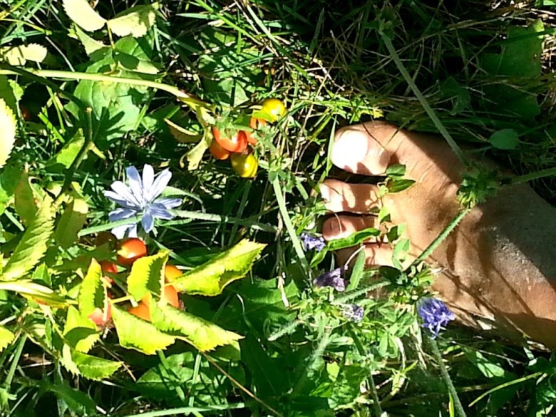 Ma com'è bello andare in giro per i colli bolognesi... 20140714