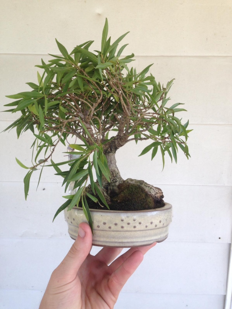 Initial styling of ficus salicaria from Seki Bonsai A_orig10