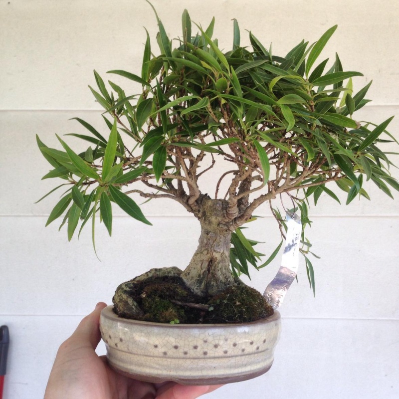 Initial styling of ficus salicaria from Seki Bonsai A_orig11