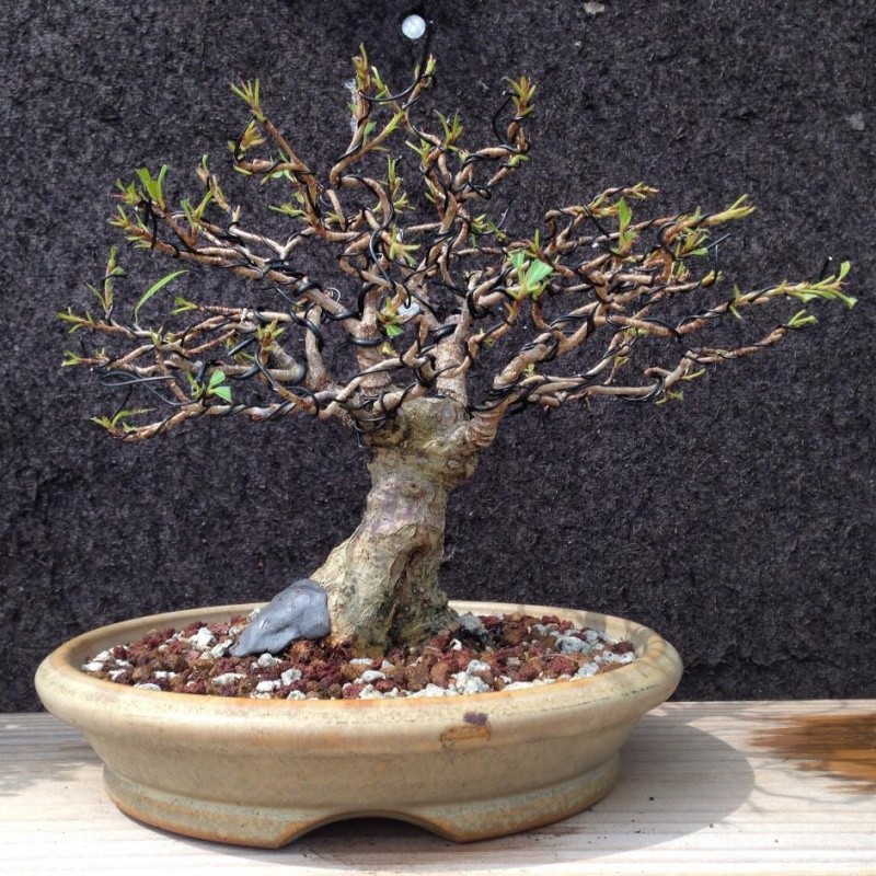 Initial styling of ficus salicaria from Seki Bonsai B_new_10