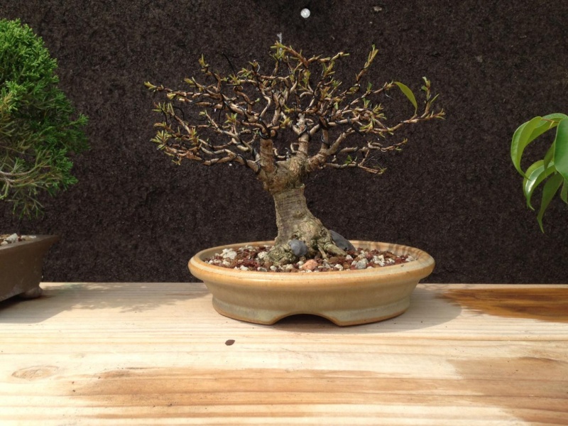 Initial styling of ficus salicaria from Seki Bonsai B_new_11