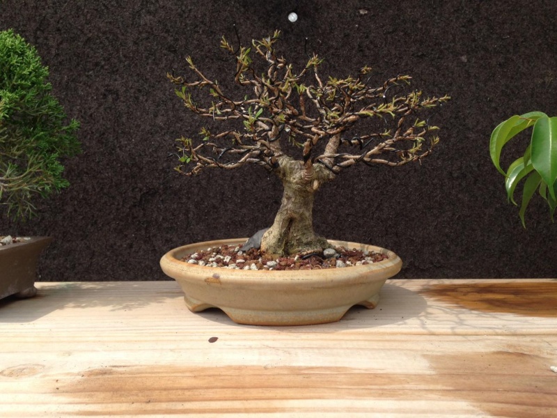 Initial styling of ficus salicaria from Seki Bonsai B_new_13