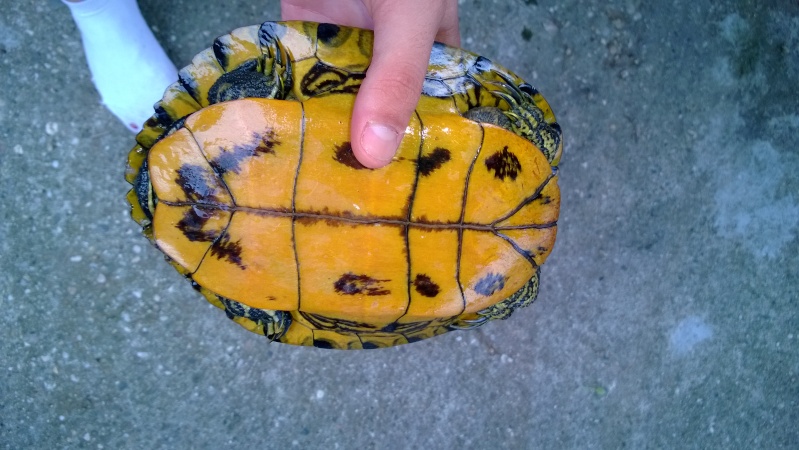 Tortue trouvée sur la route Window12