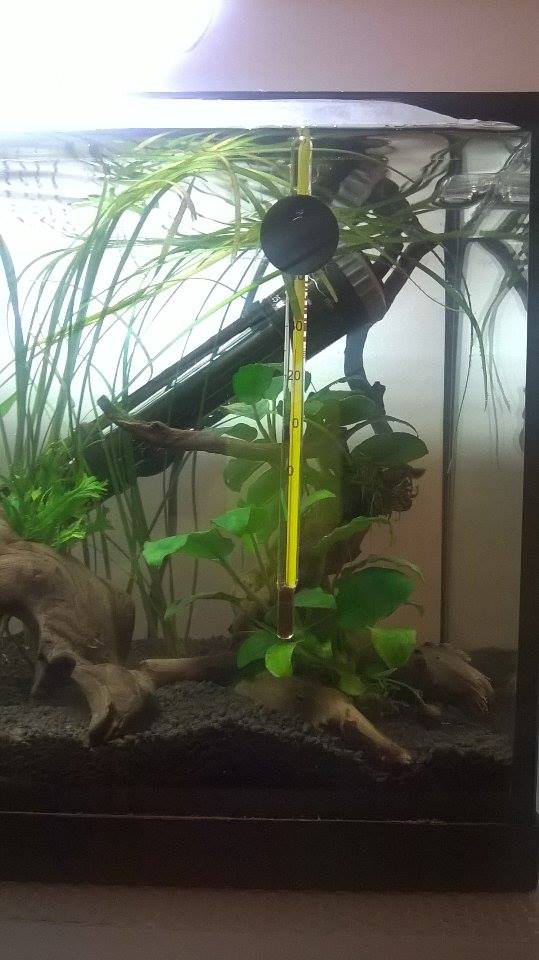 Mon Nano Betta - Gunki - Page 13 10728510