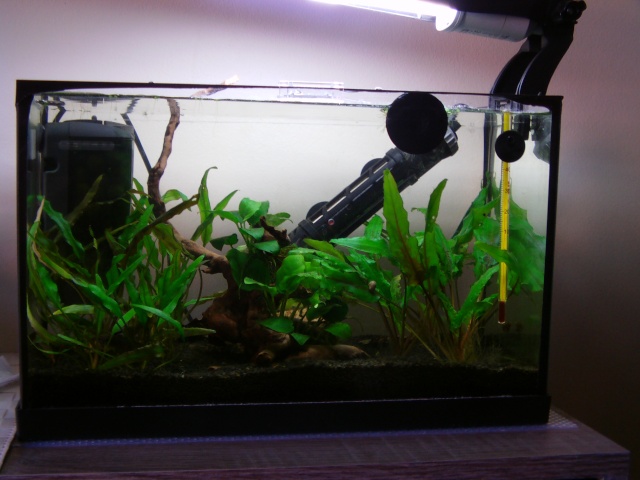 Mon Nano Betta - Gunki - Page 13 Imag0013