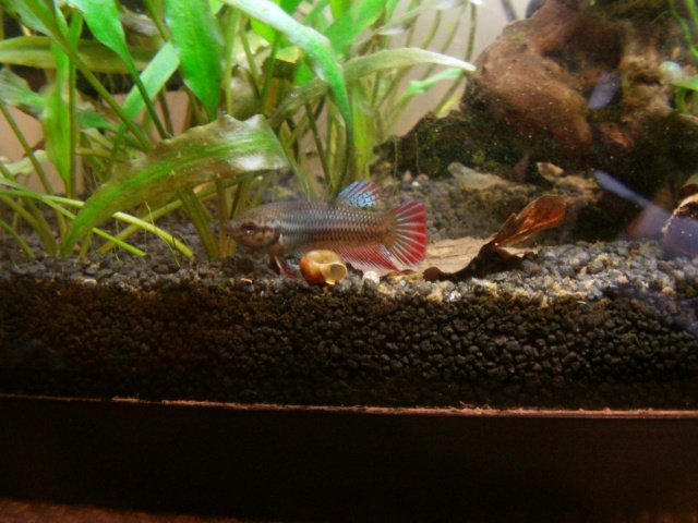 Mon Nano Betta - Gunki - Page 13 Imag0015